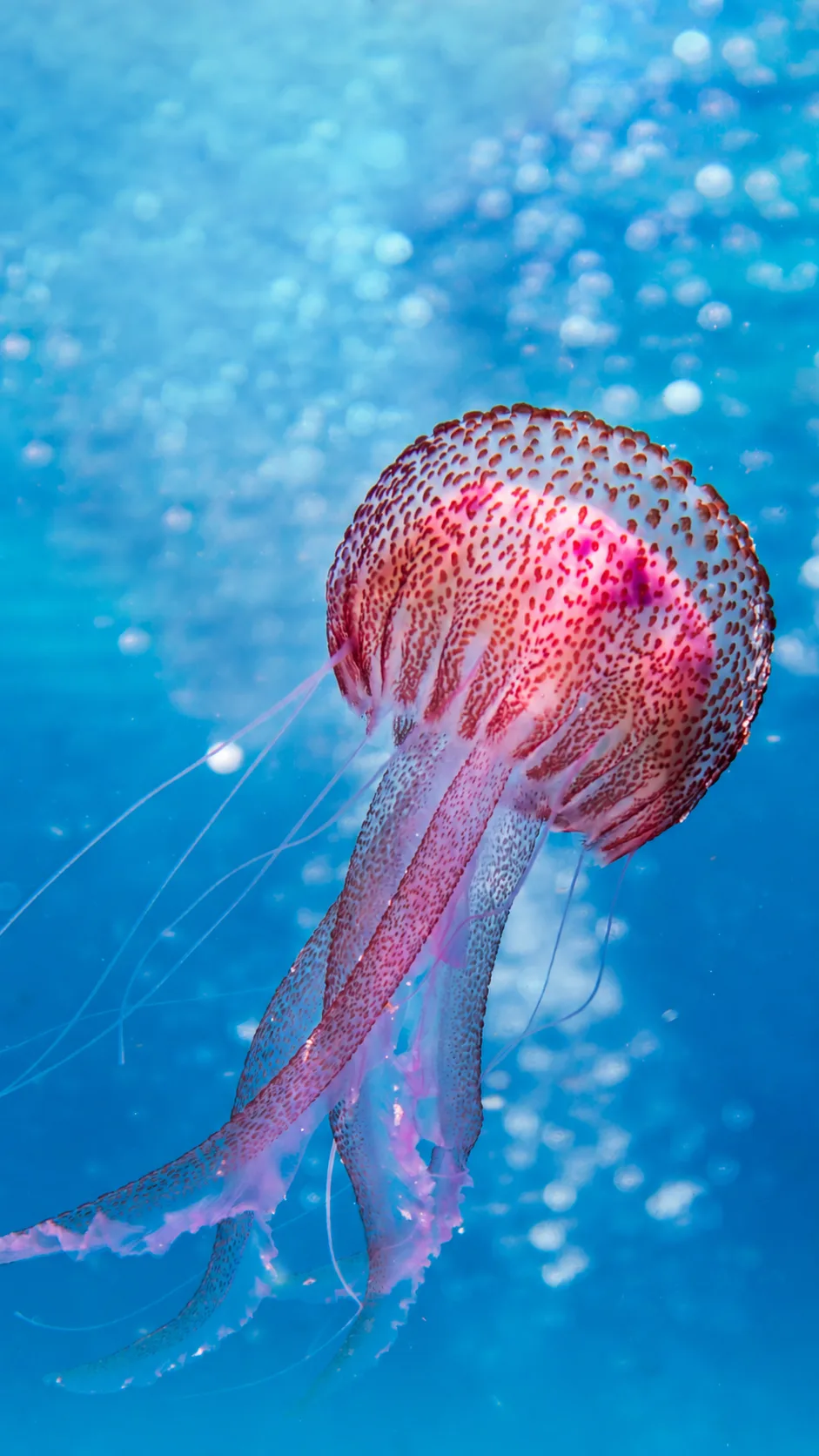 Gefleckte Qualle im klaren Meerwasser – LABEL22 unterstützt HAIR HELP the Oceans