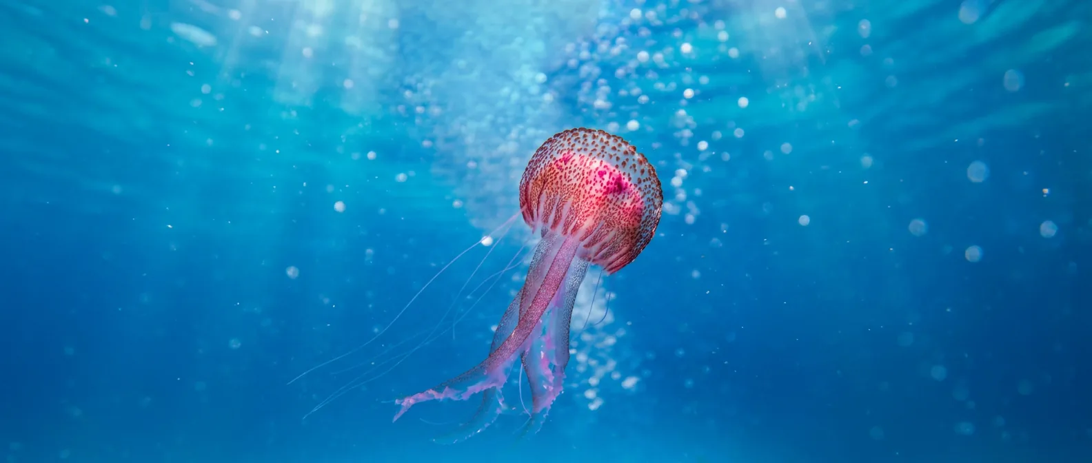 Gefleckte Qualle im blauen Meerwasser – LABEL22 unterstützt HAIR HELP the Oceans