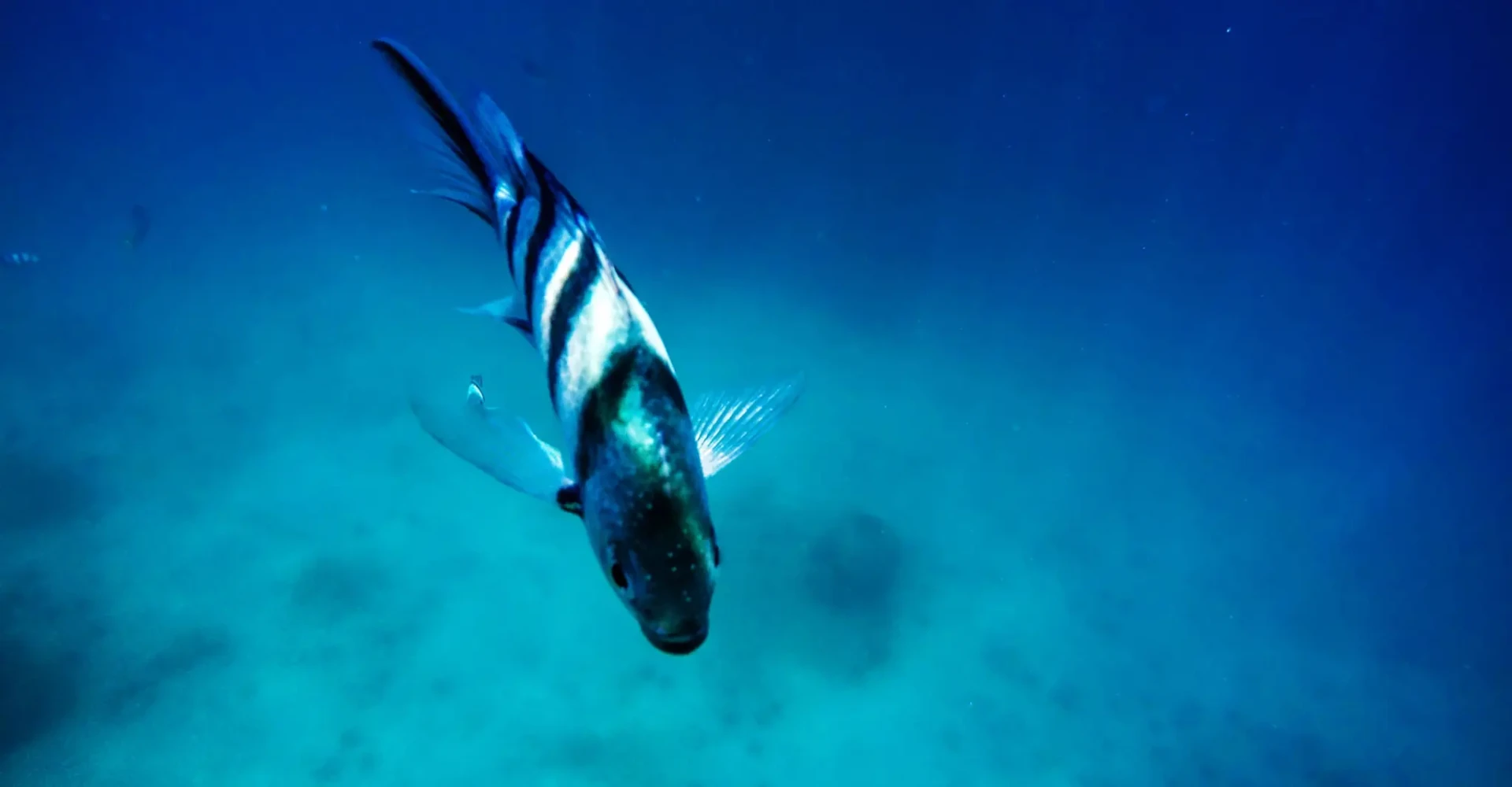 Fisch im klaren Meerwasser – LABEL22 unterstützt HAIR HELP the Oceans